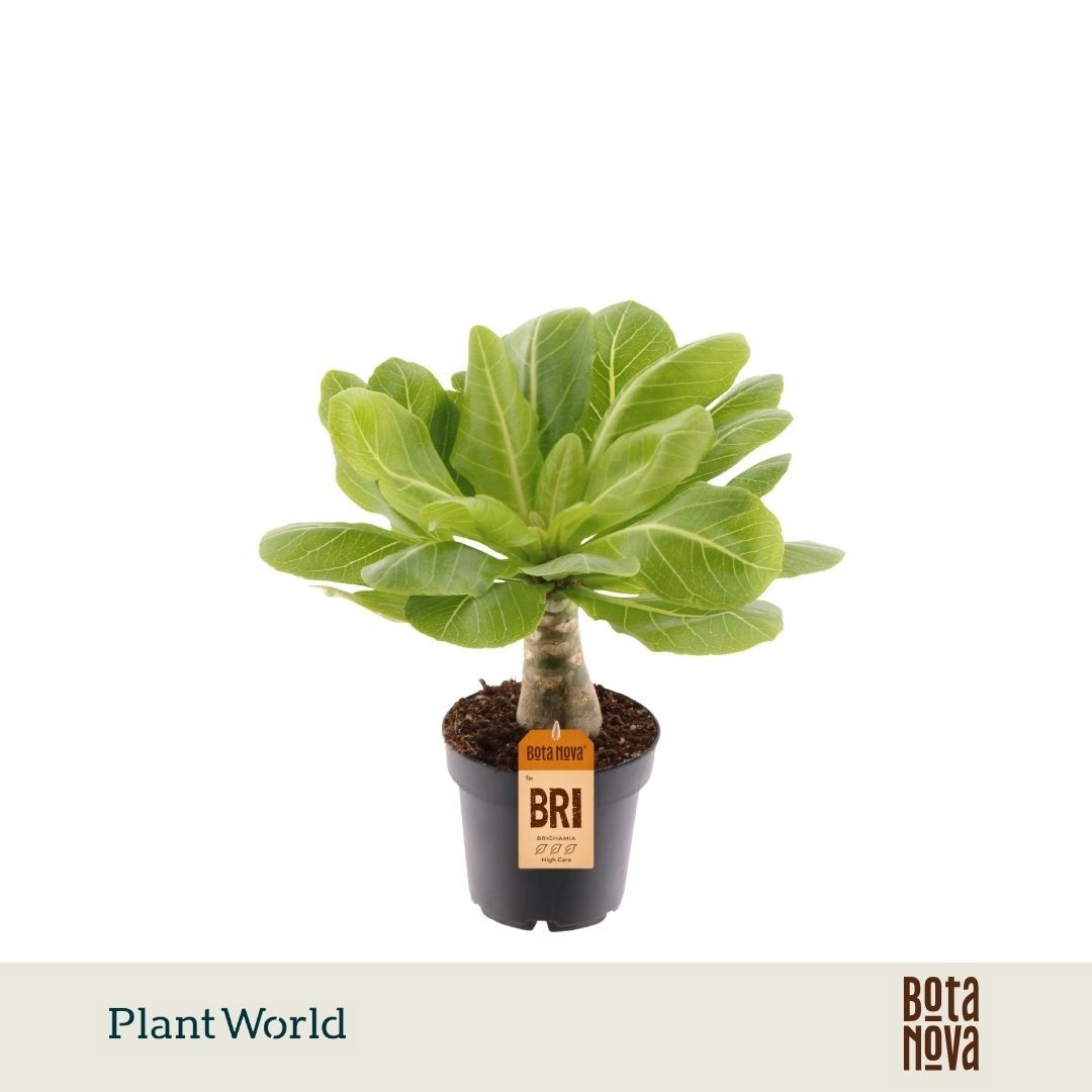 Brighamia insignis 'Hawaii Palm'