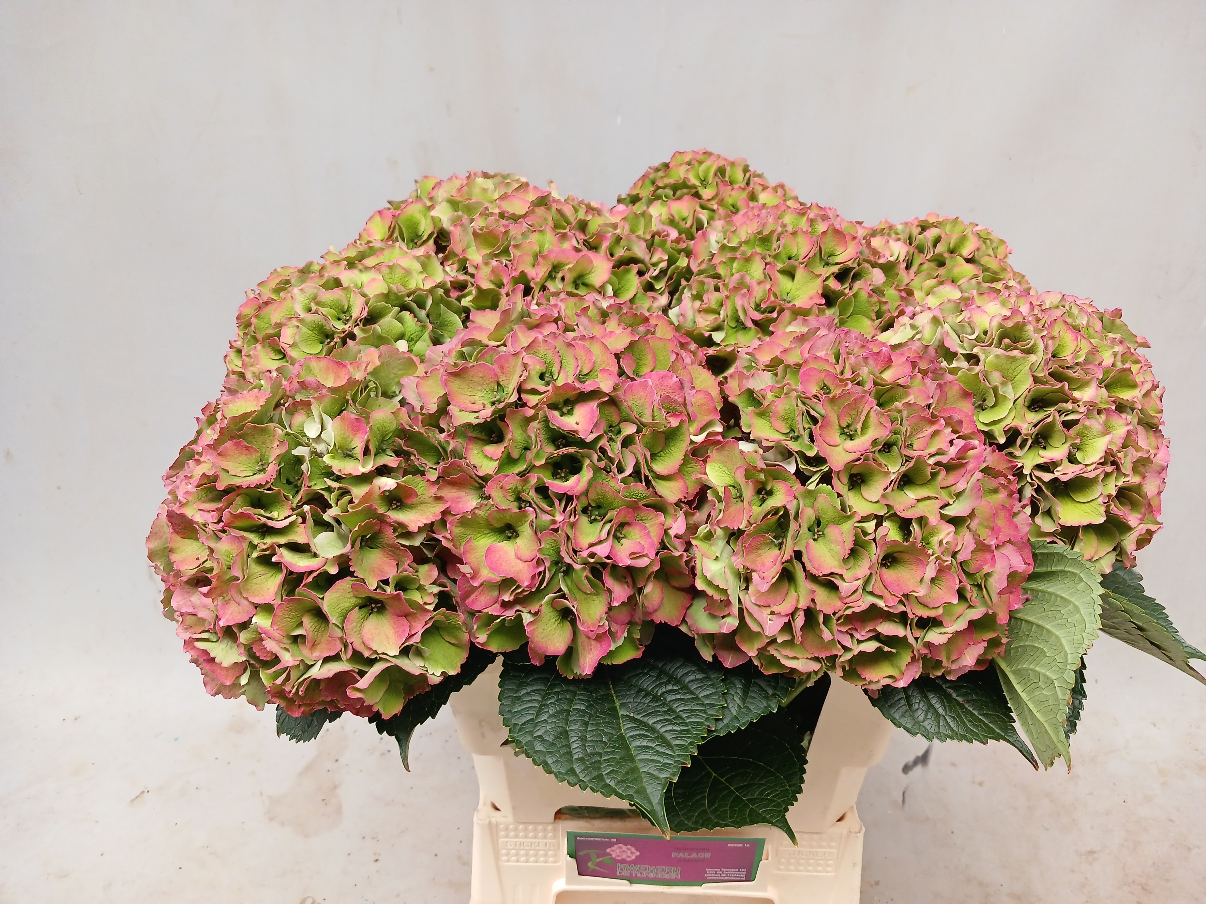 Hydrangea Royal Palace Classic 60cm 20Ø