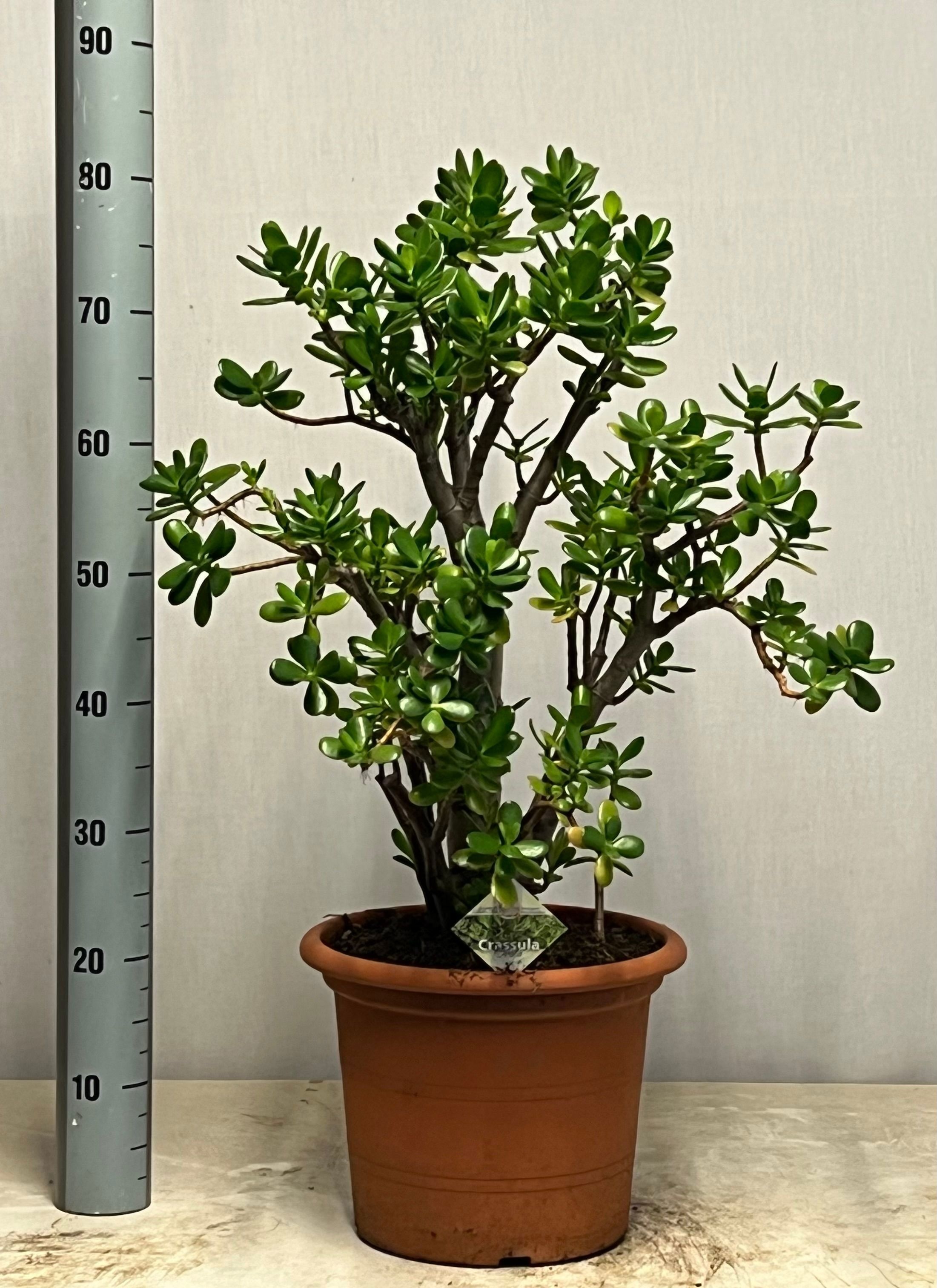 Crass Ovata 30Ø 85cm