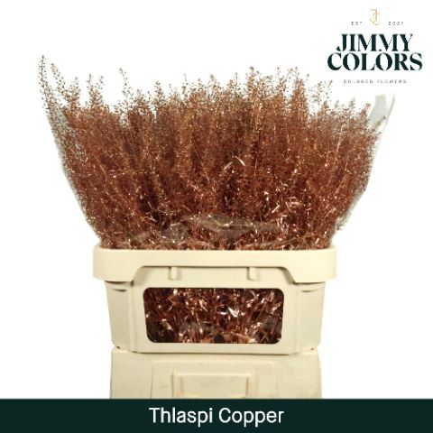 Thlaspi Gekleurd Mtlc. Copper