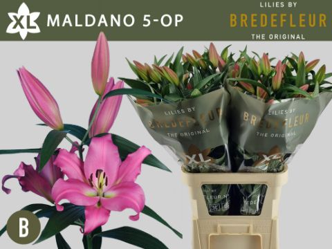 Li Ot Maldano