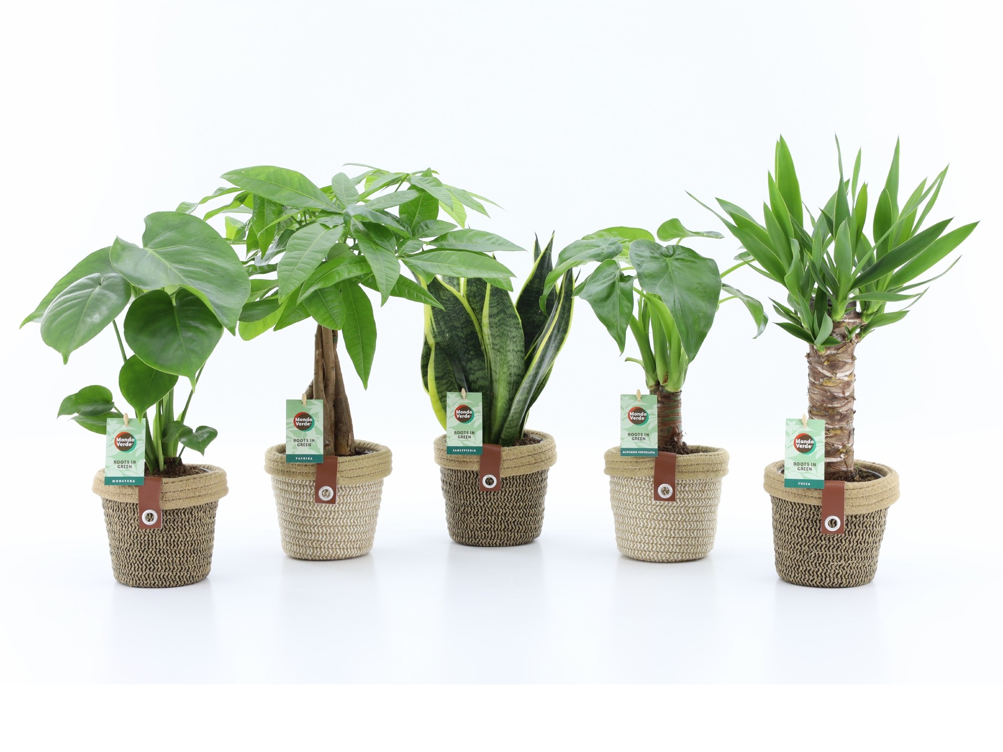 Picture of Houseplants Tropic varieties in Noah Deluxe ceraamic P14 35CM