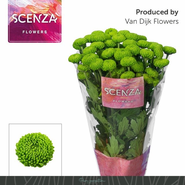 Chrys Spray Deligreen 75gram