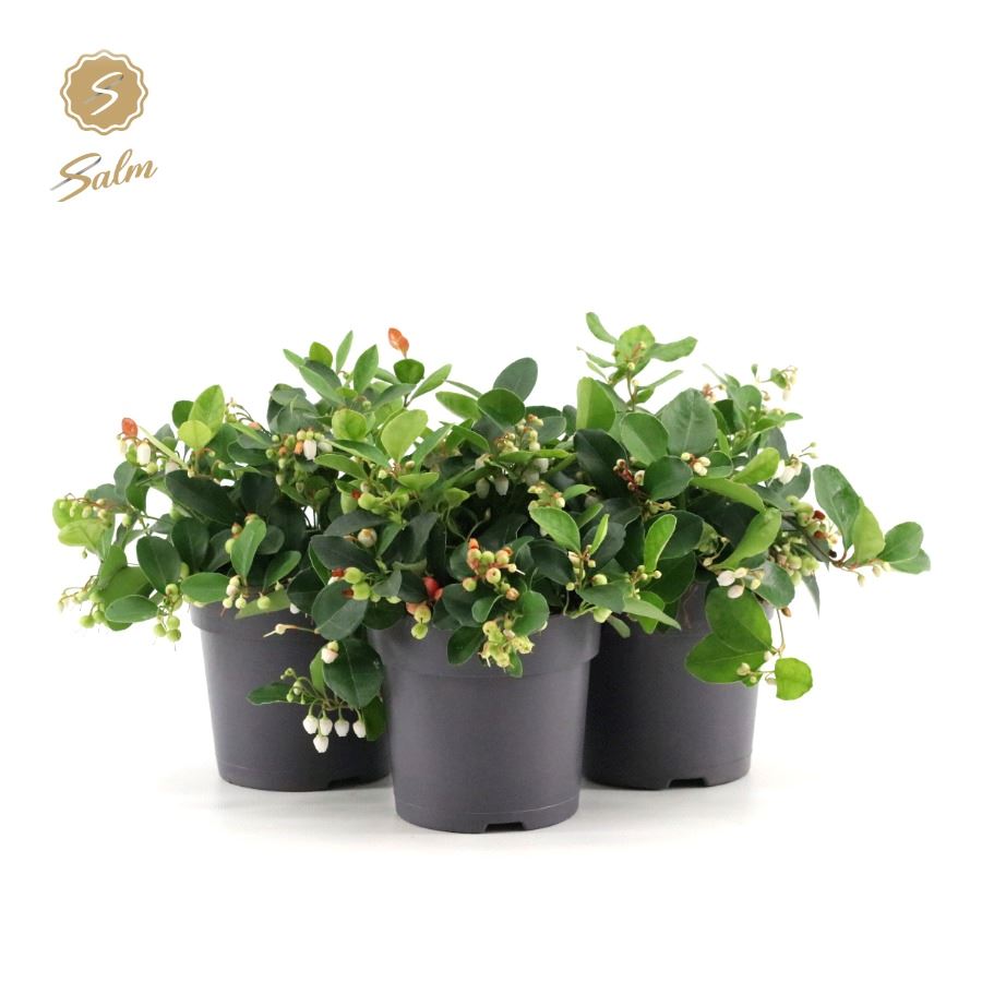 Picture of Gaultheria pr. 'Big Berry'® P12