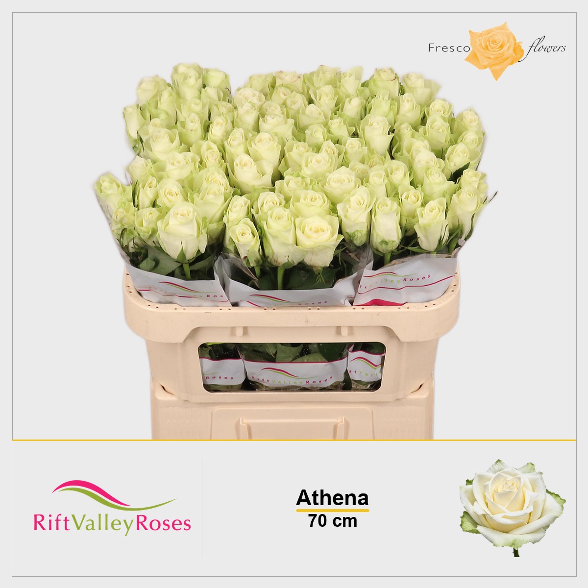 Rosa Athena 70cm
