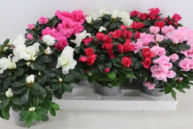 Rhodo Si Vogel Gem 13P 35H 30Ø Cm 34bloei