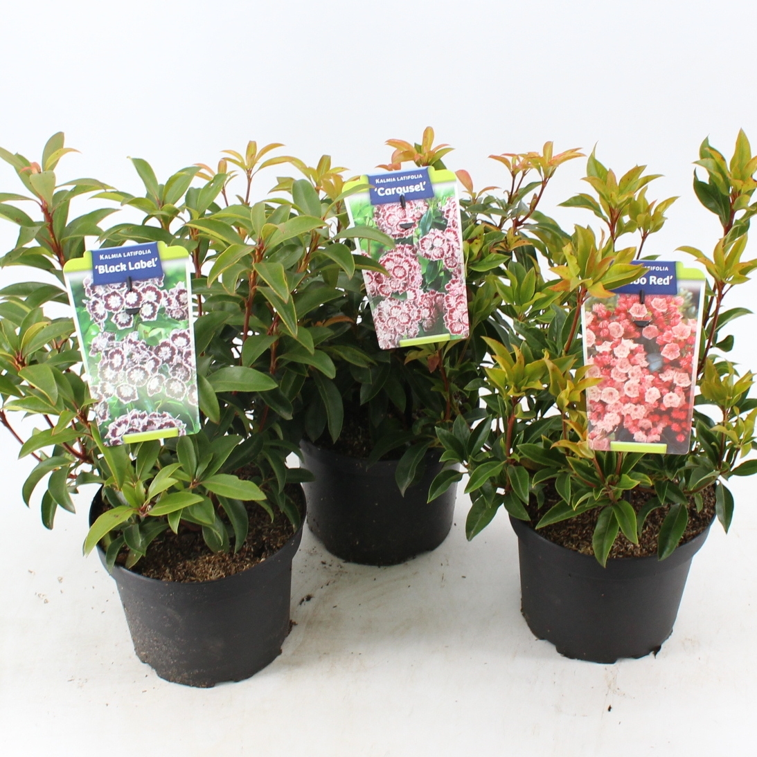 Picture of Kalmia latifolia in varieties (minimum order one layer)