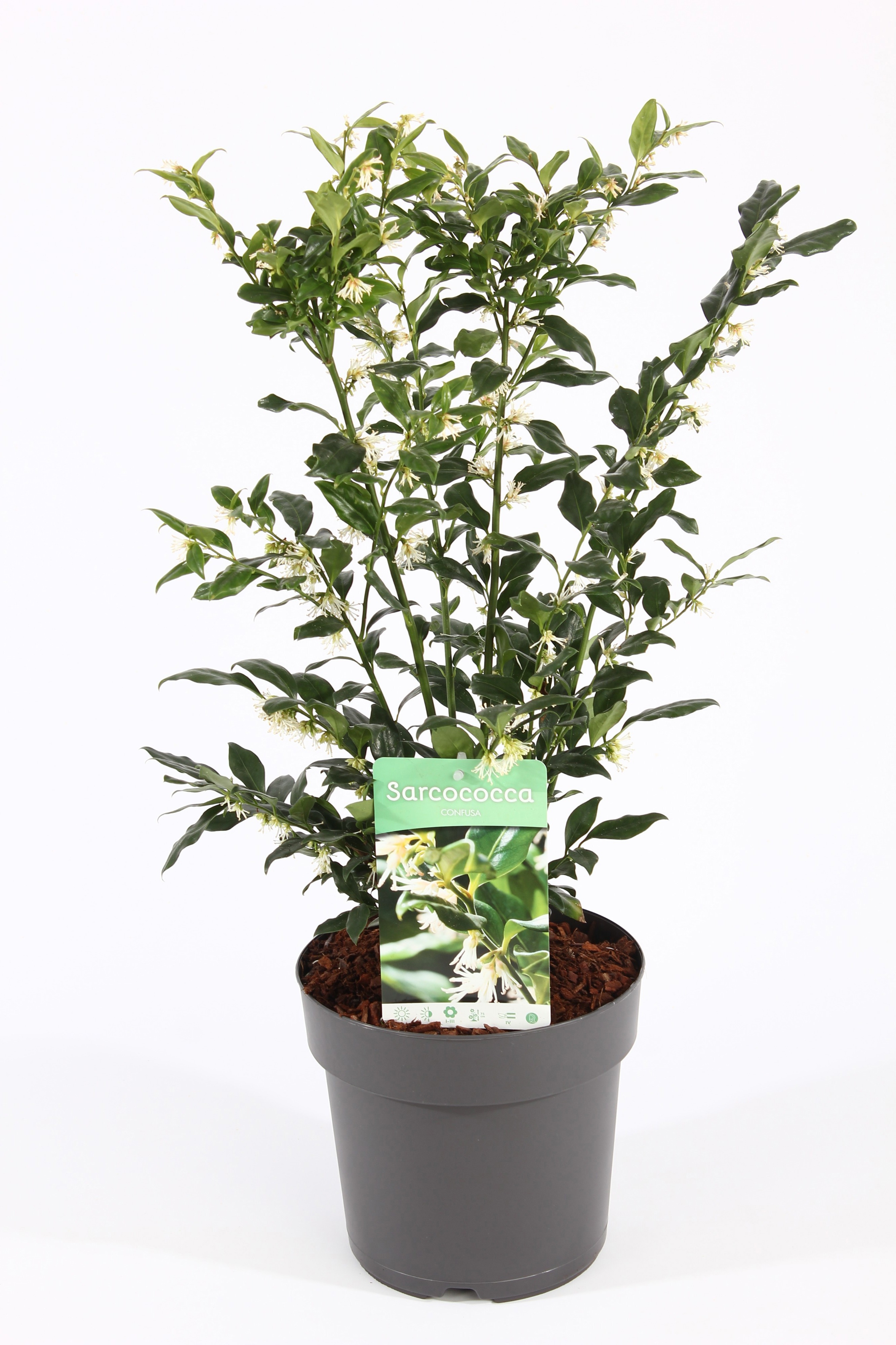 Sarcococca hum. 'Confusa'