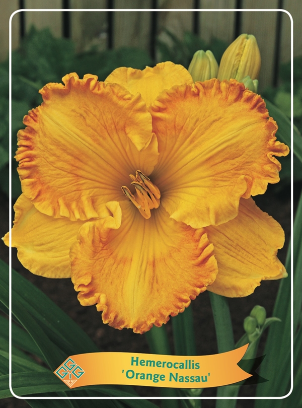 Picture of Hemerocallis Mix 6x10 srt. per shelve P11