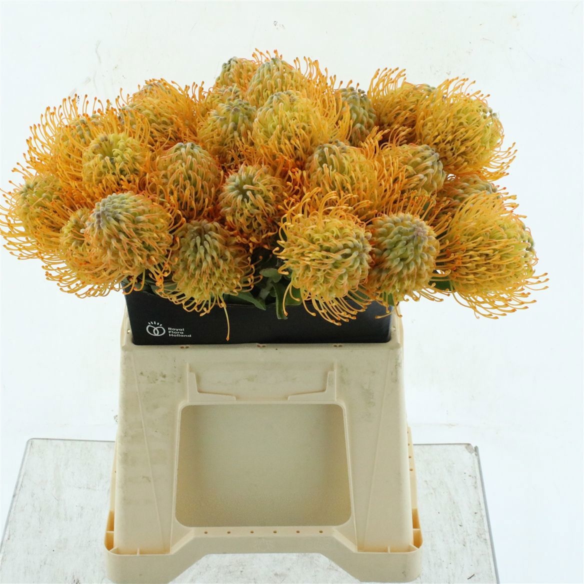 Leucospermum Soleil 40cm