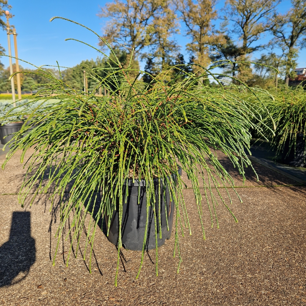 Picture of Thuja plicata Whipcord C11 40/50 (LOOSE)