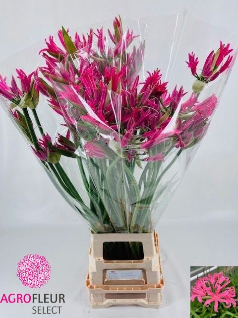 Nerine Asst 90cm