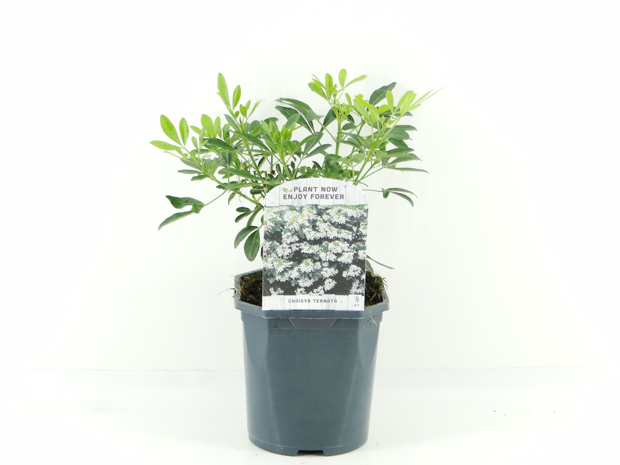 Picture of Choisya ternata