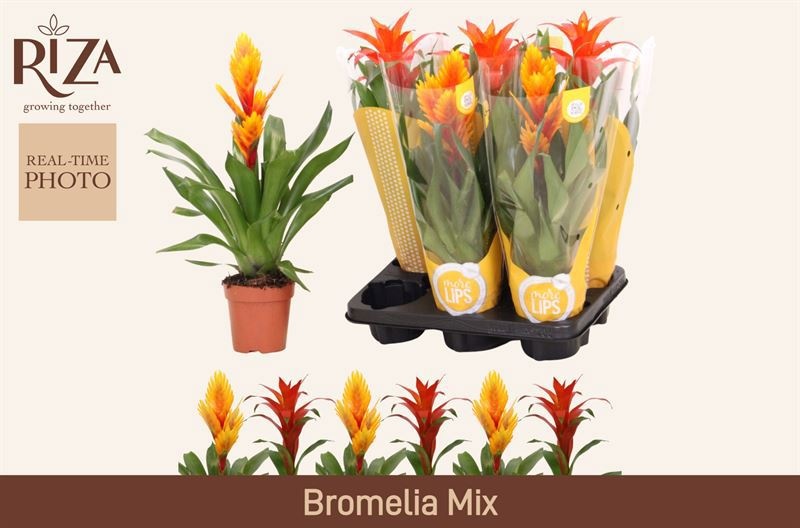 Bromelia Gem 6 Srt 12P 48H