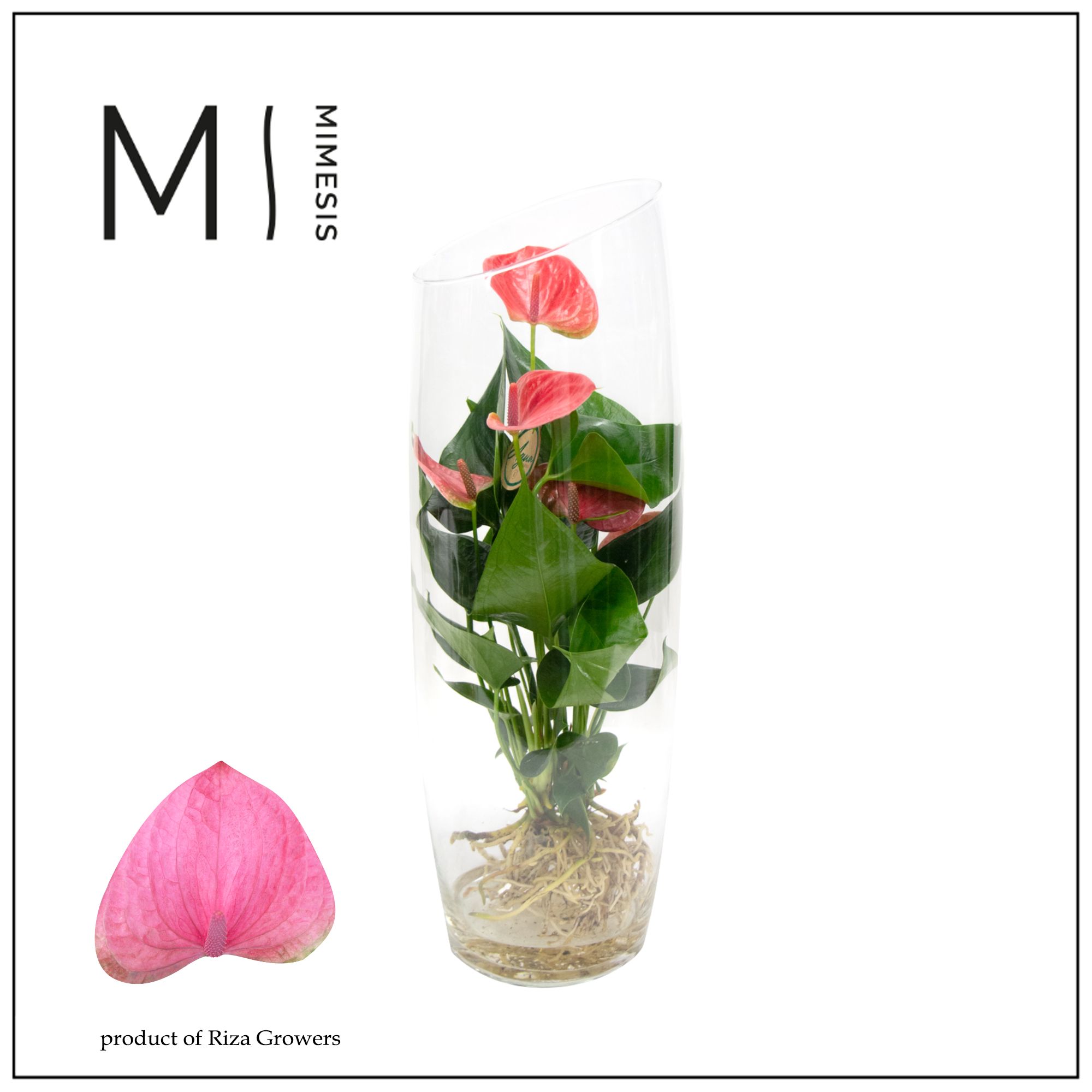Anthurium Karma Pink | Hamiplant