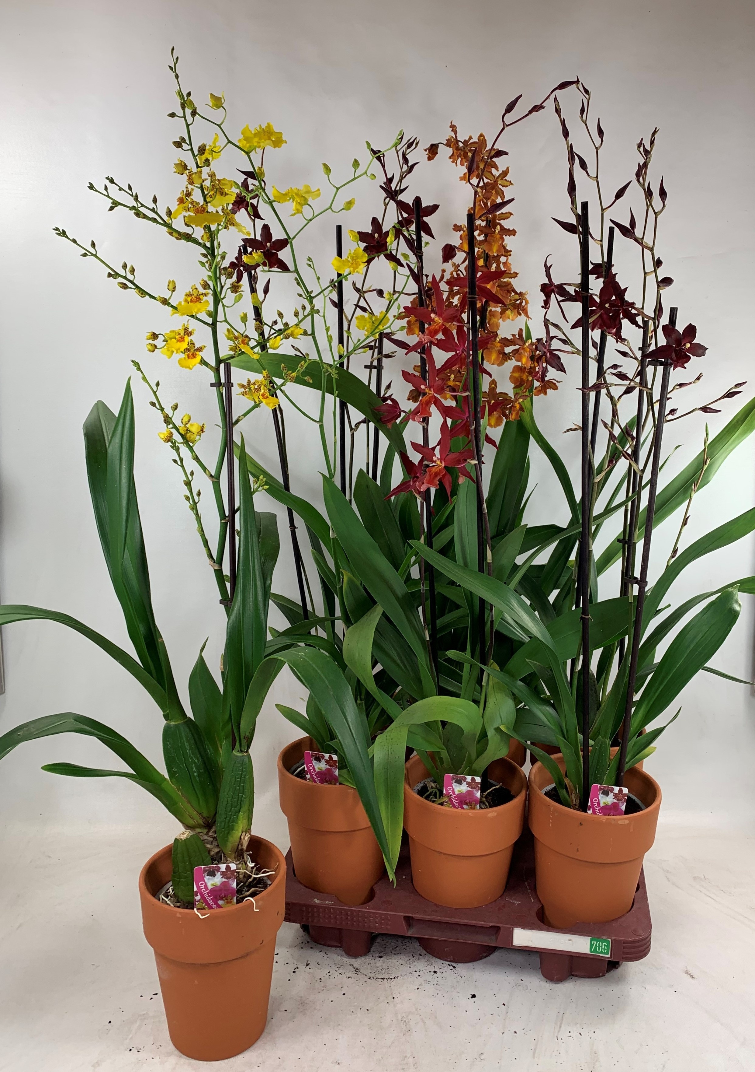 Orchideeen Gem 12P 80H 1TAK 34bloei