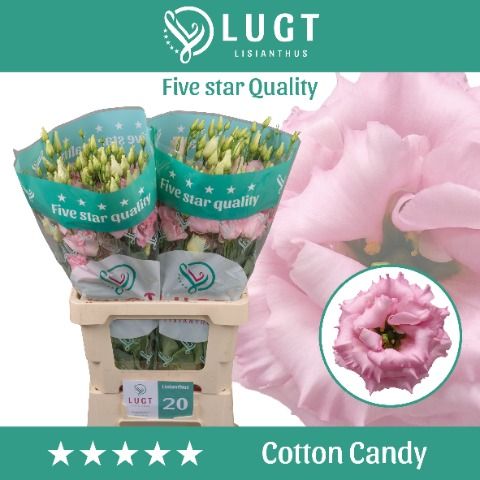 Eus G Cotton Candy