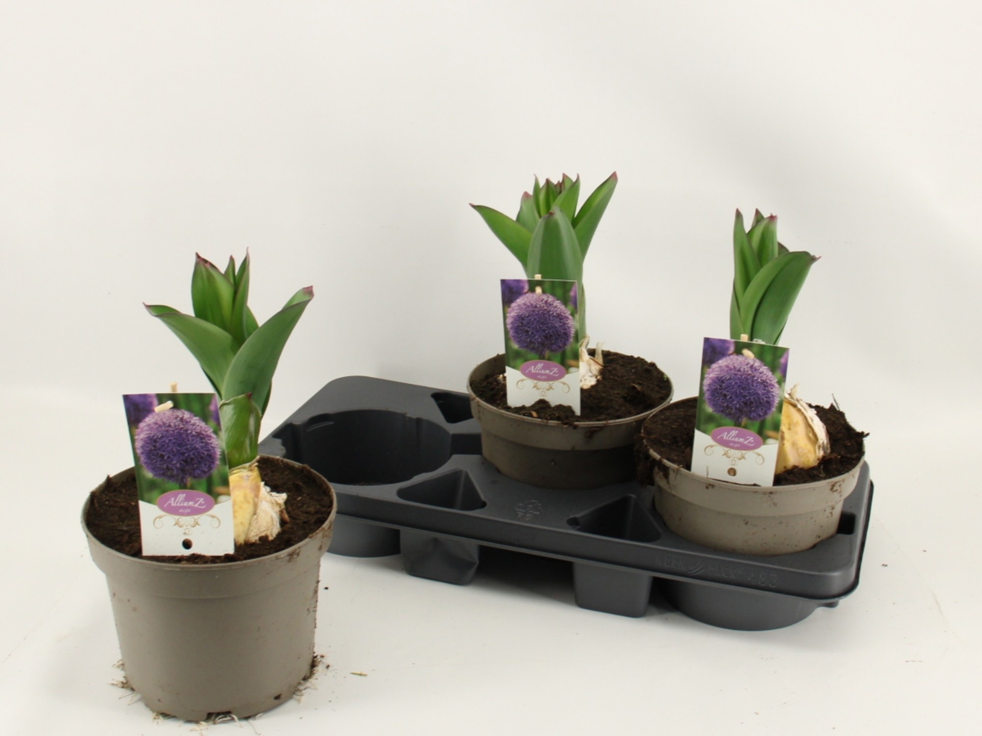 Allium 'Ambassador' - Alliums