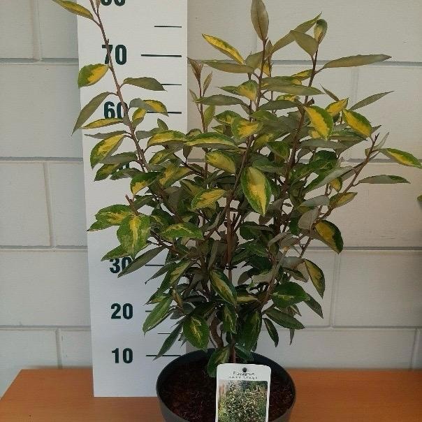 Picture of Elaeagnus ebb. 'Limelight'