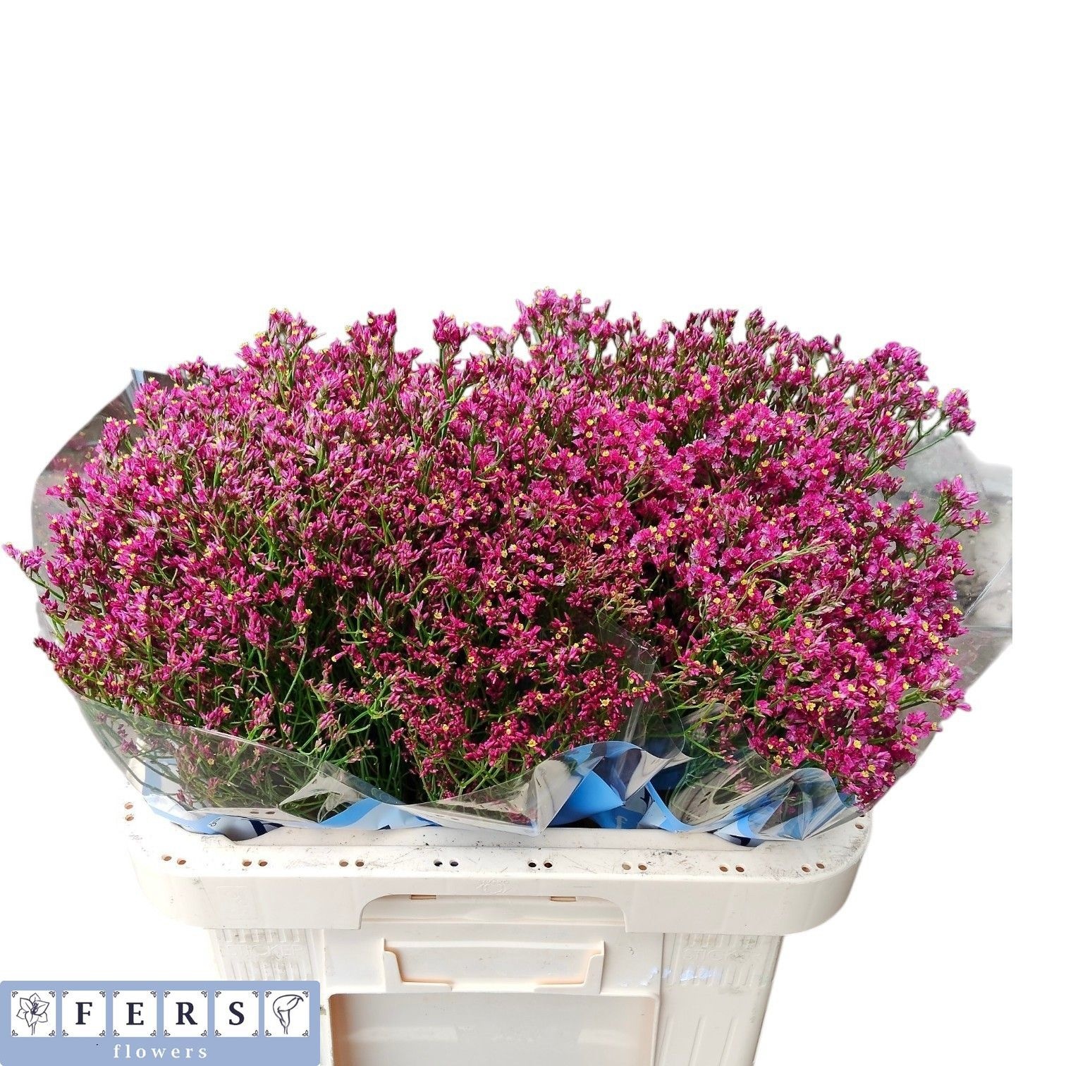 Lim Sin Fenix Diamon 60cm 28gram