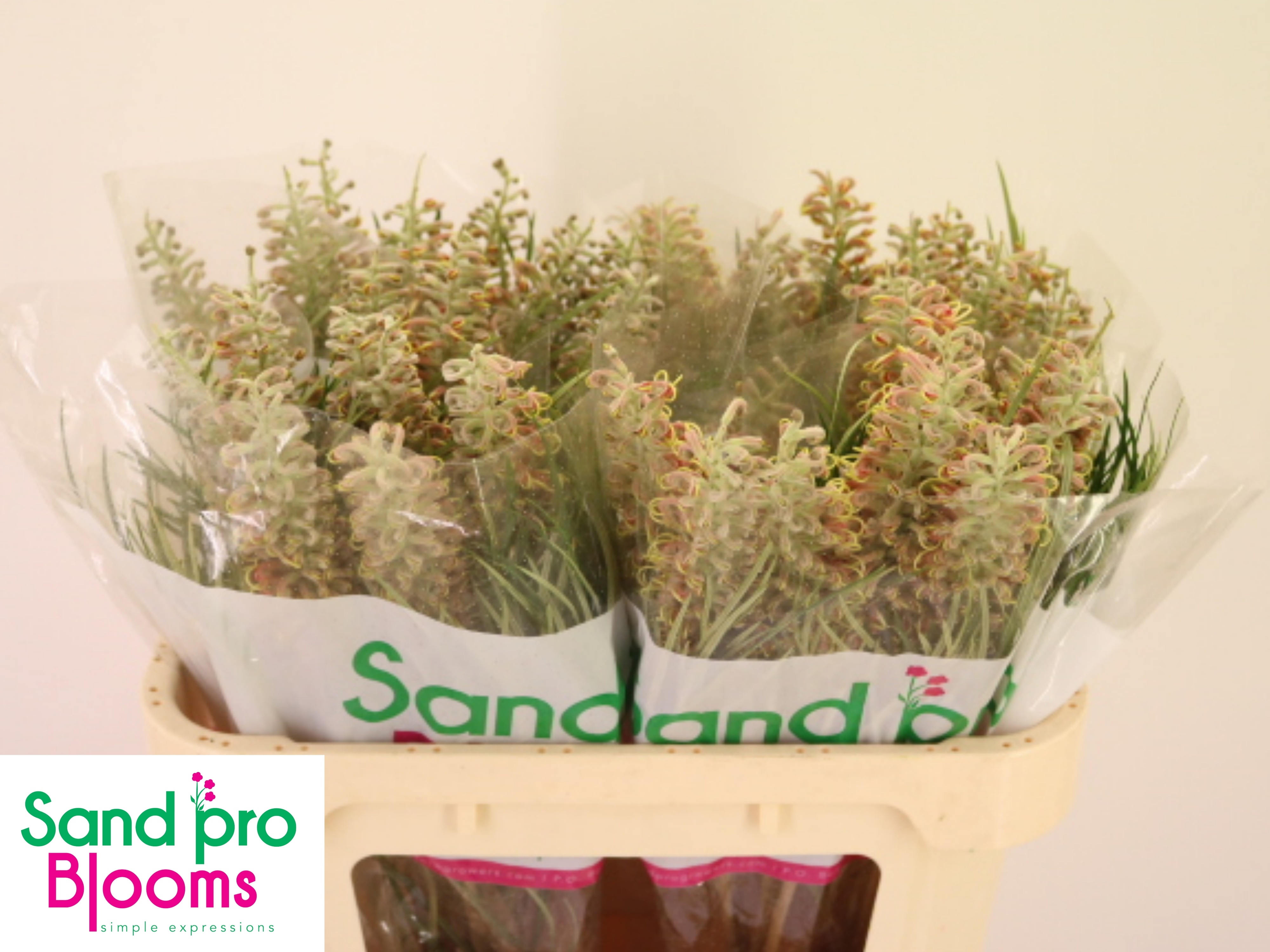 Grevillea Mixed 70cm