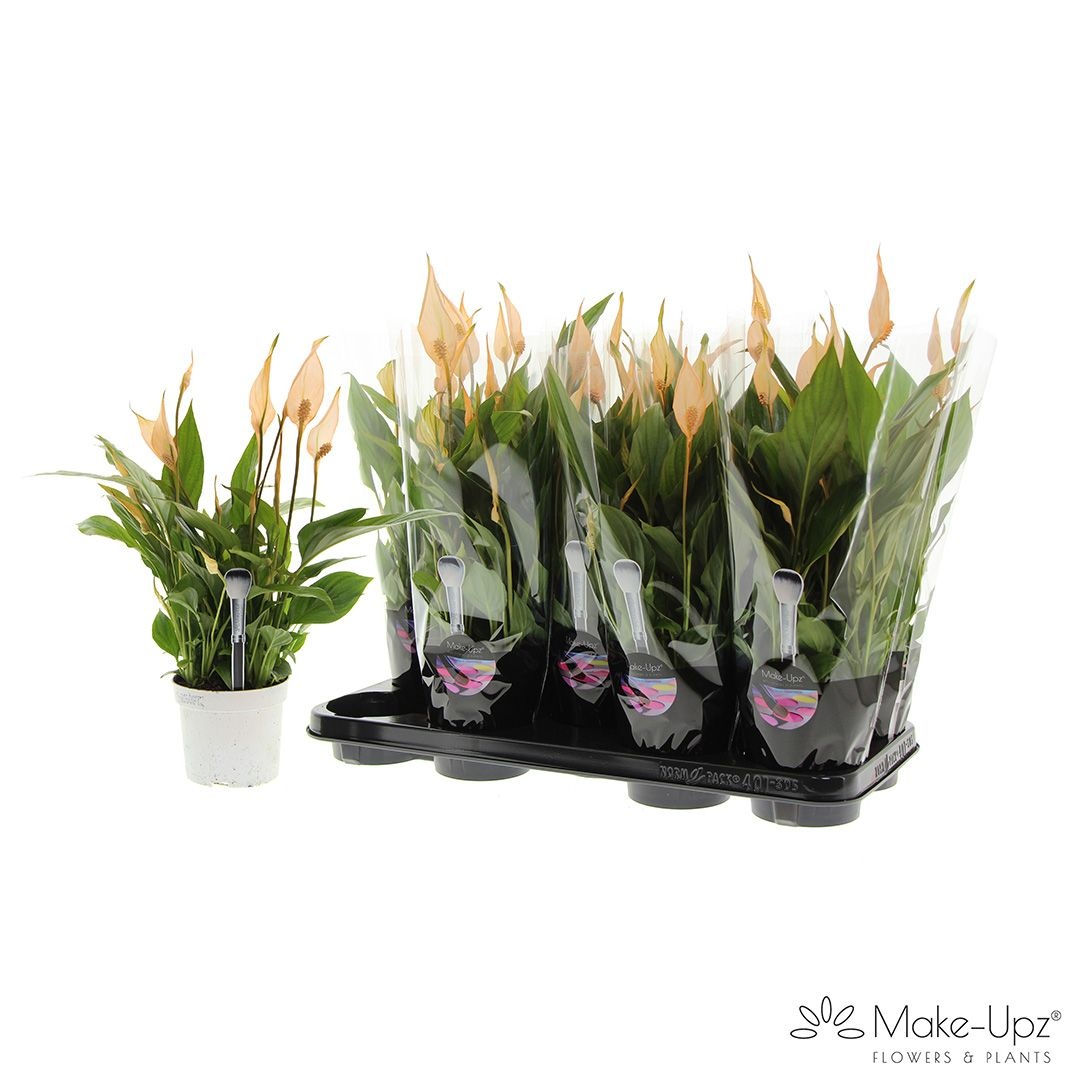 Spathiphyllum 'Bellini' Make-Upz Orange Painted | OZ Planten