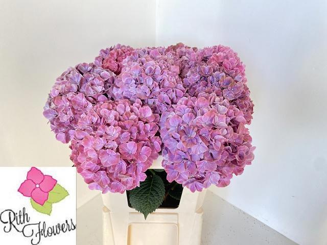 Hydrangea Sweet Ruby 80cm 19Ø