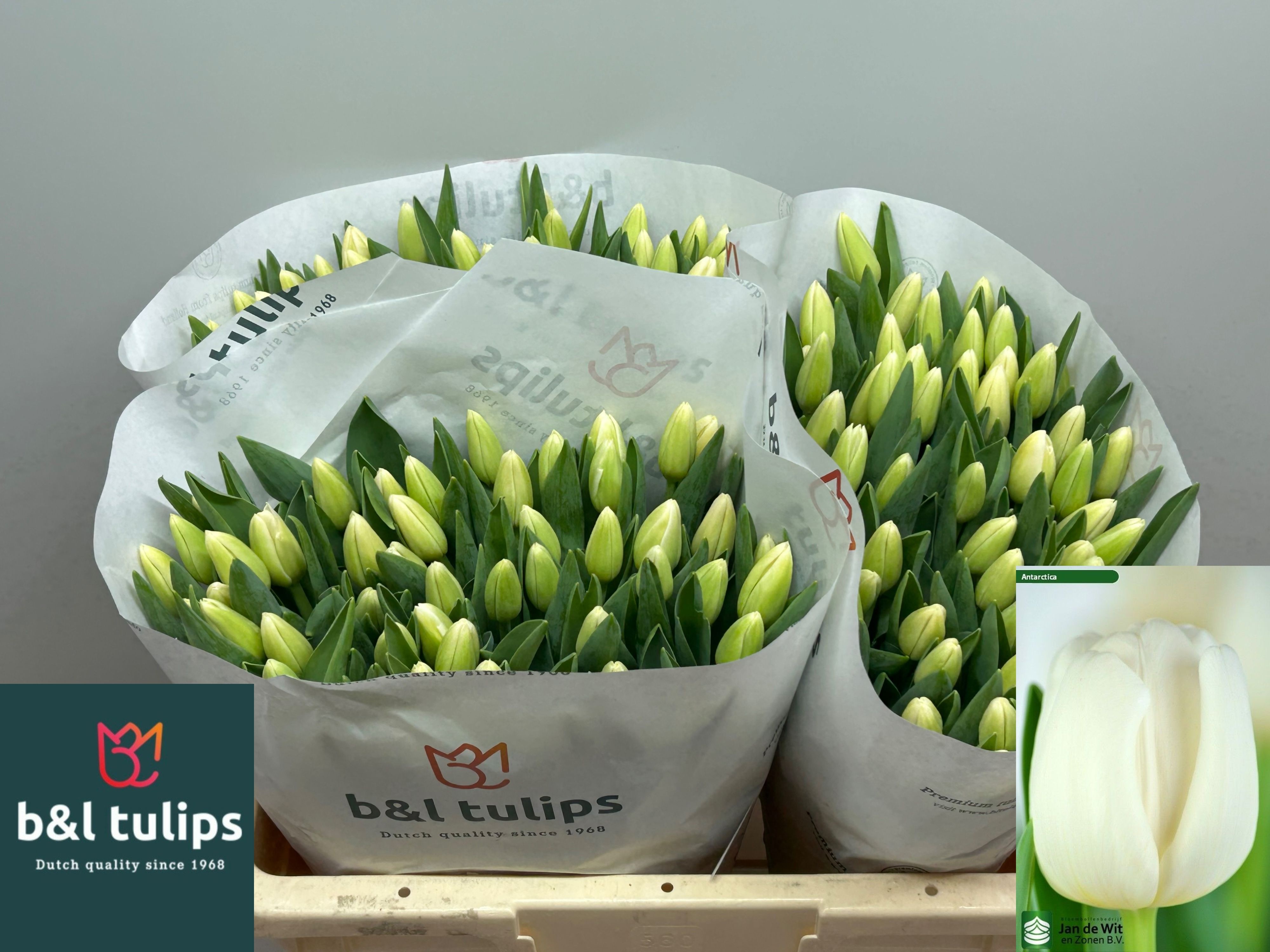 Tulipa Antarctica 40cm 35gram
