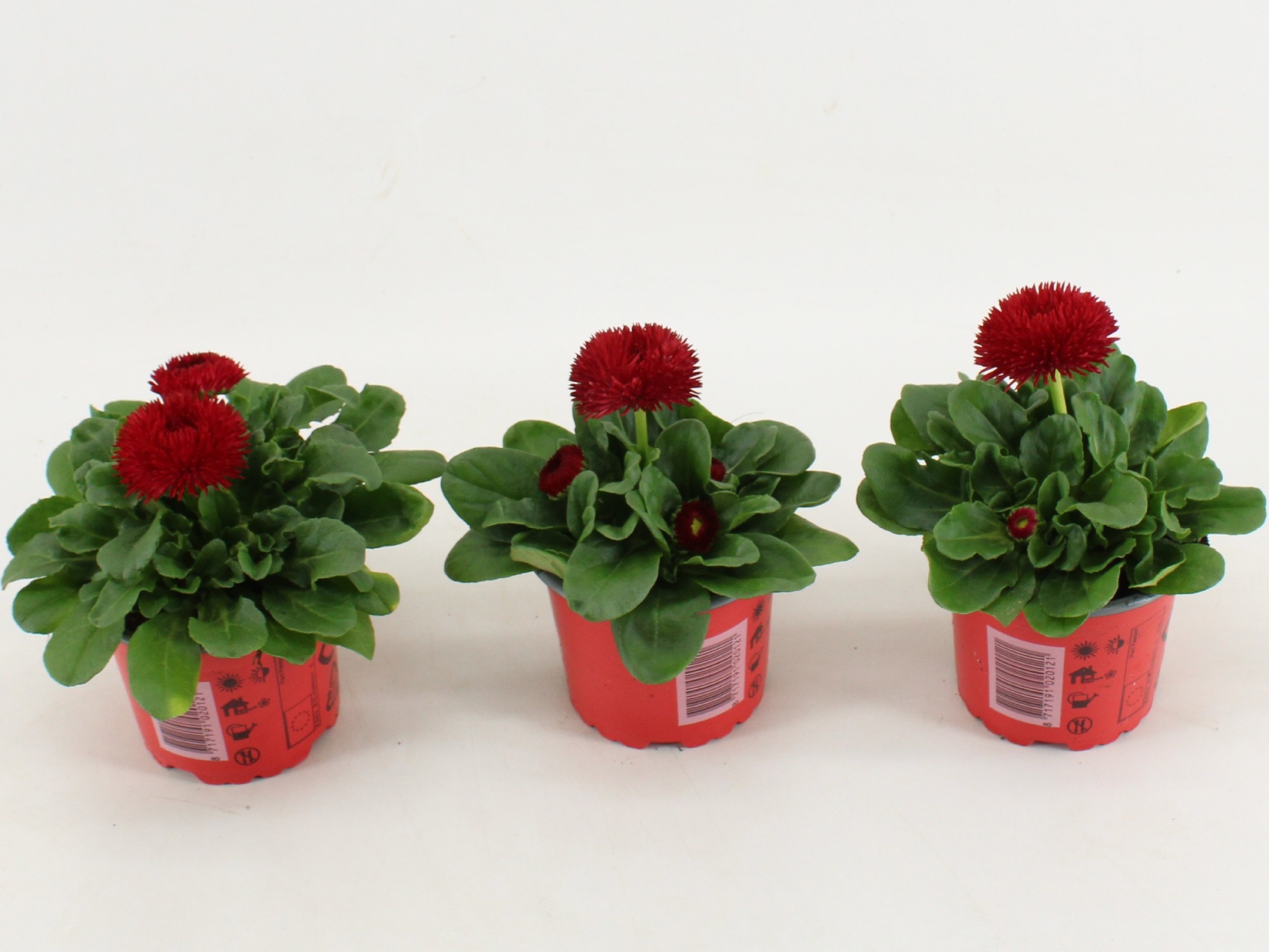 Bellis bellis Perennis Dubbel bloemig Rood
