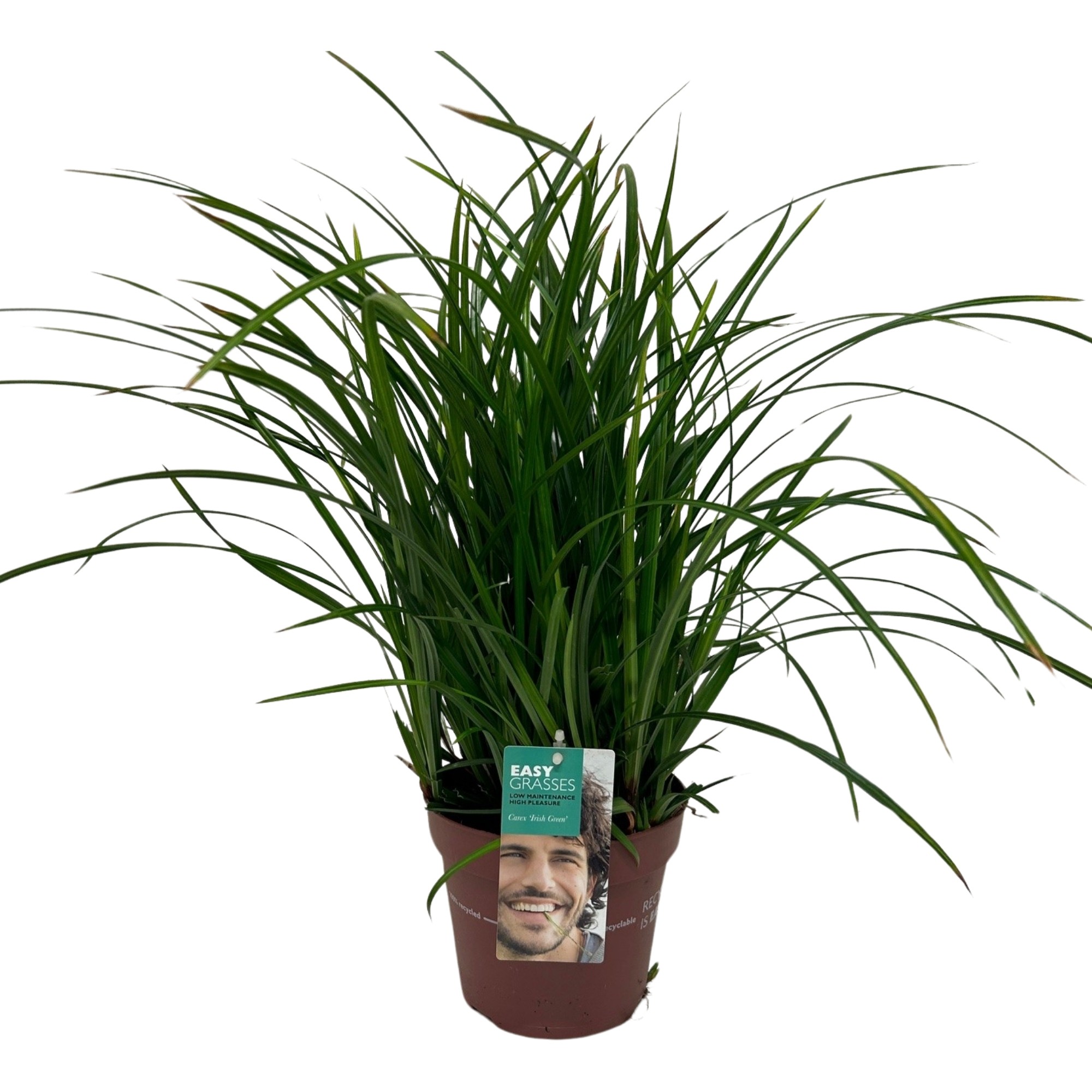 Picture of Carex morrowii Irish Green