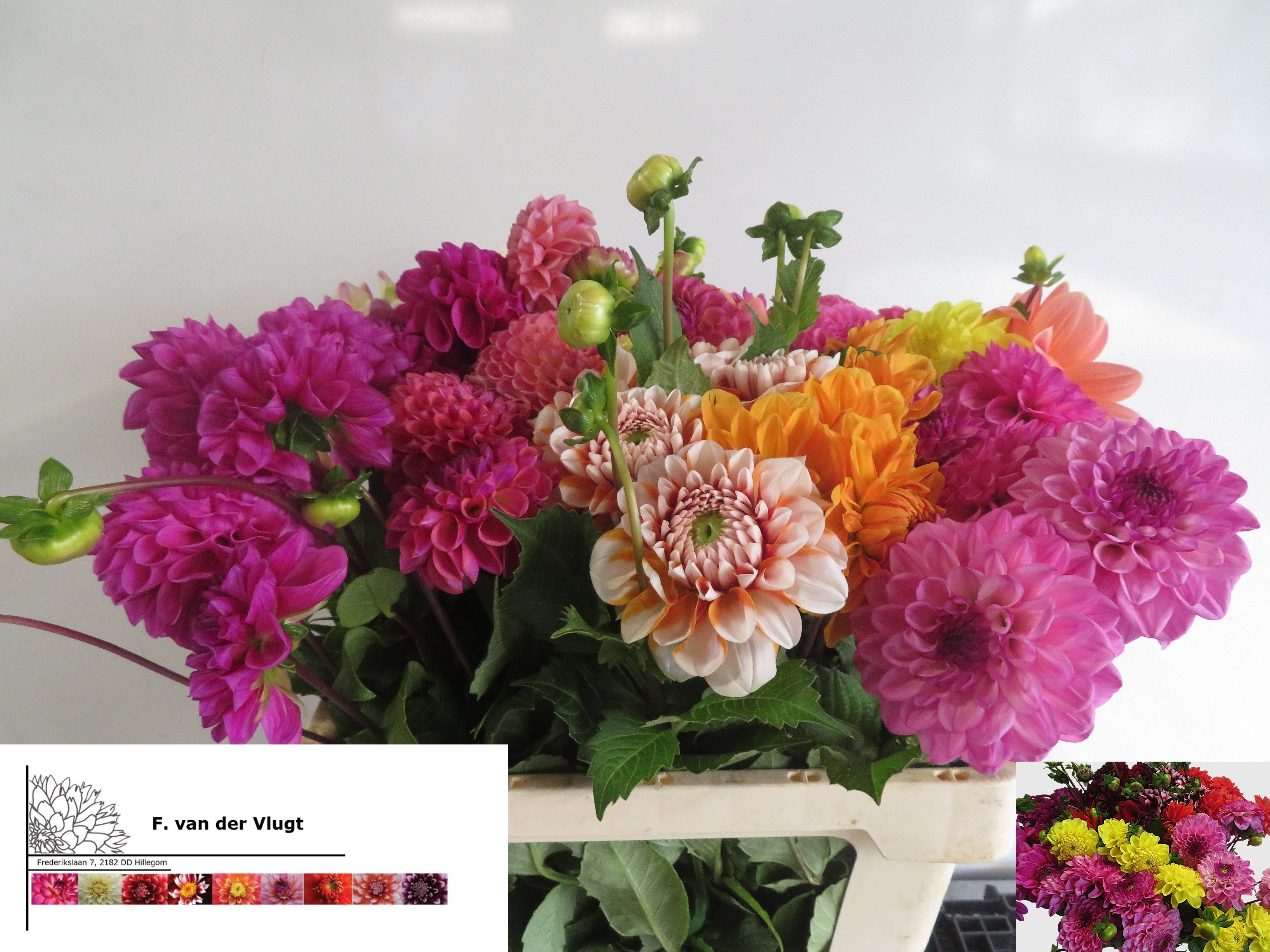 Dahlia 50cm