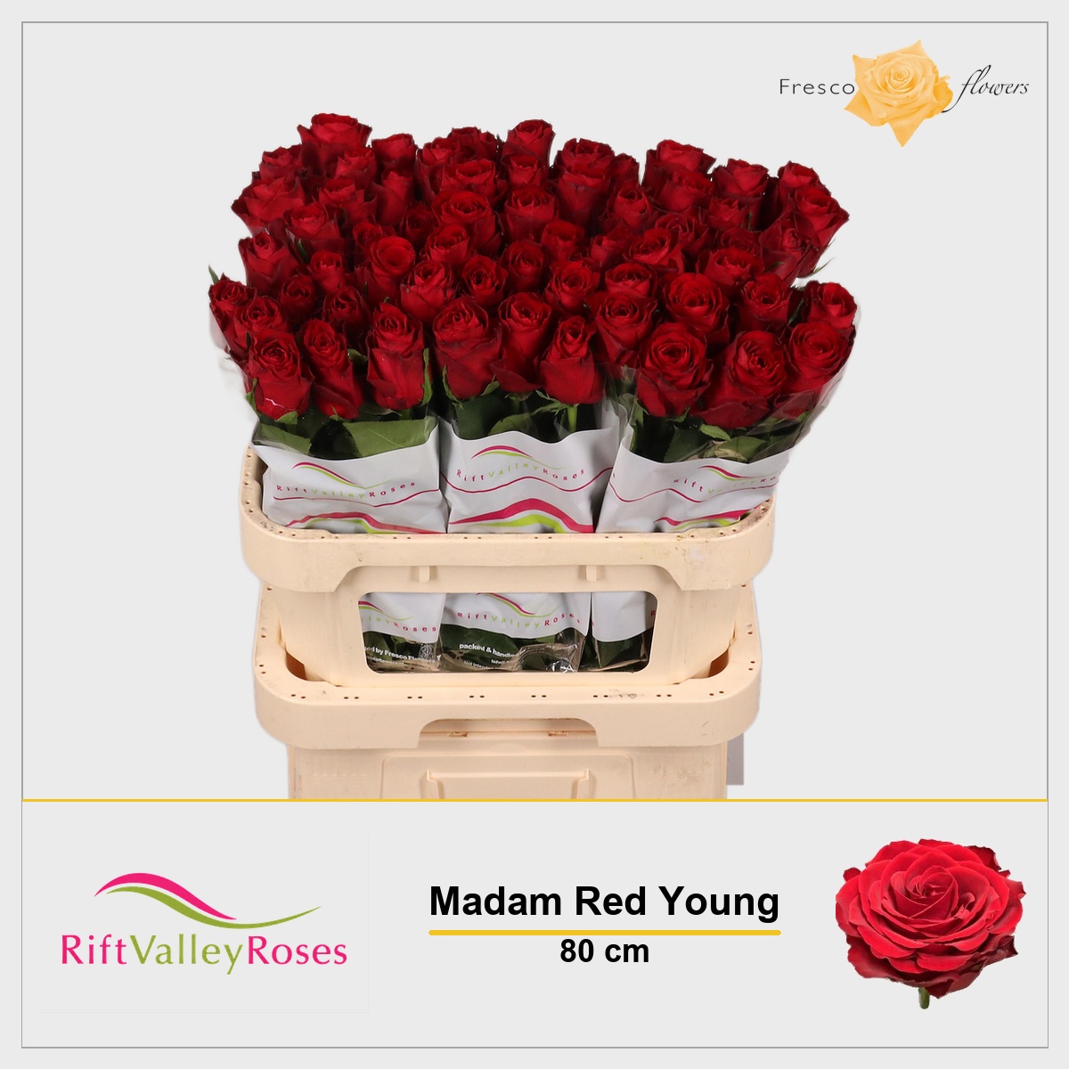 Rosa Madam Red 80cm