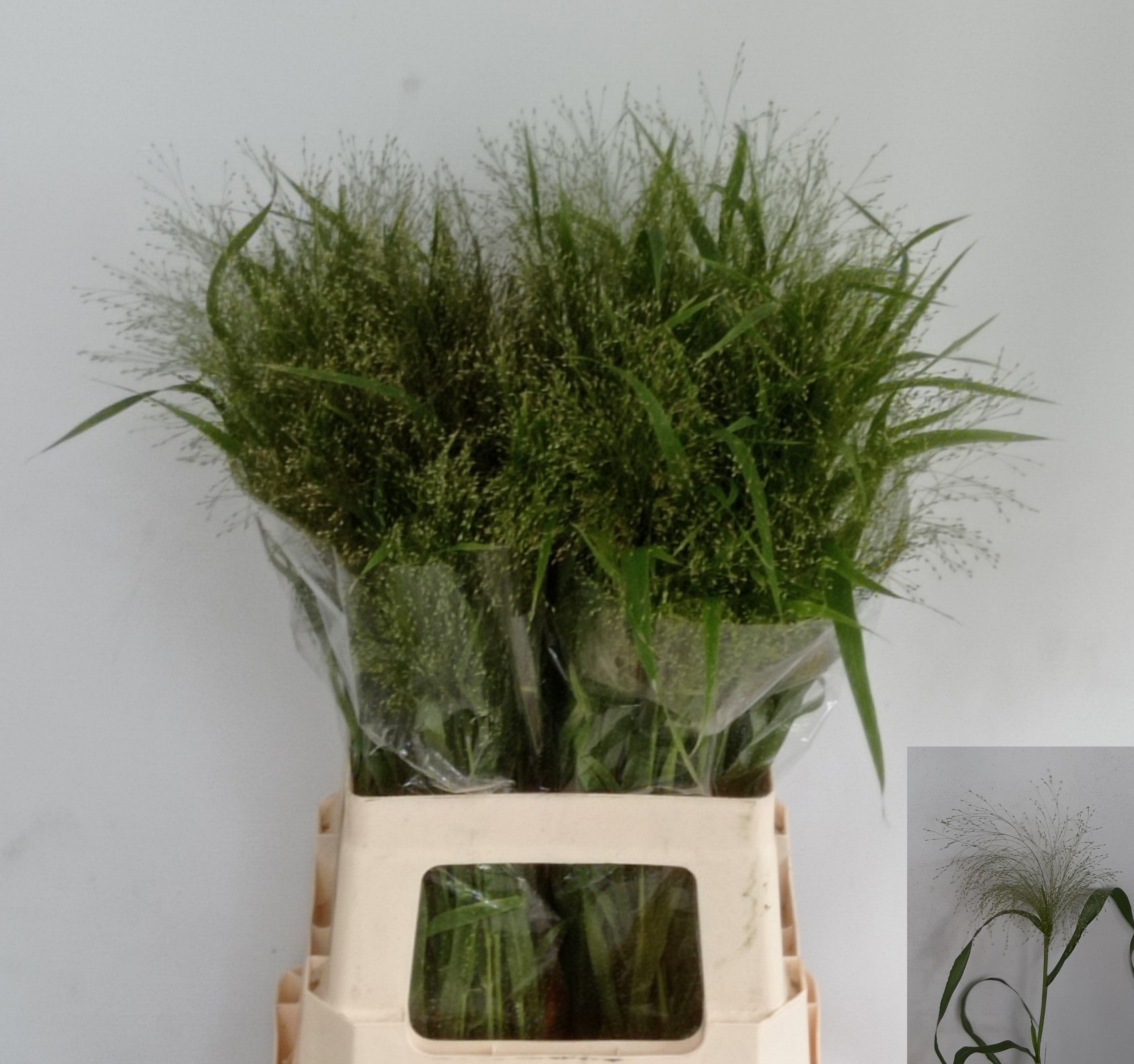 Panicum Fountain 80cm