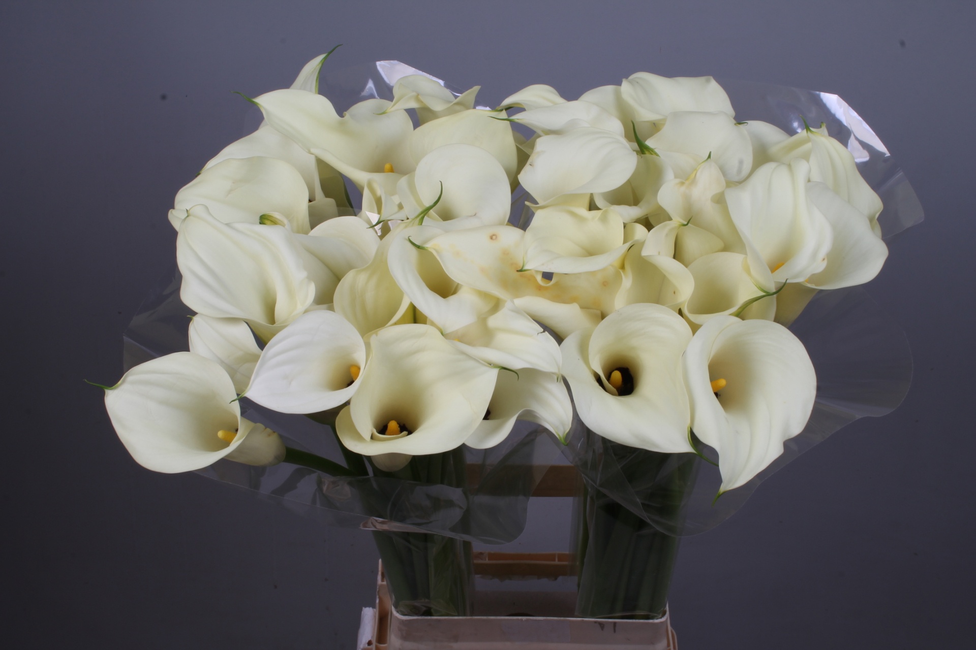 Calla Snowstar 80cm