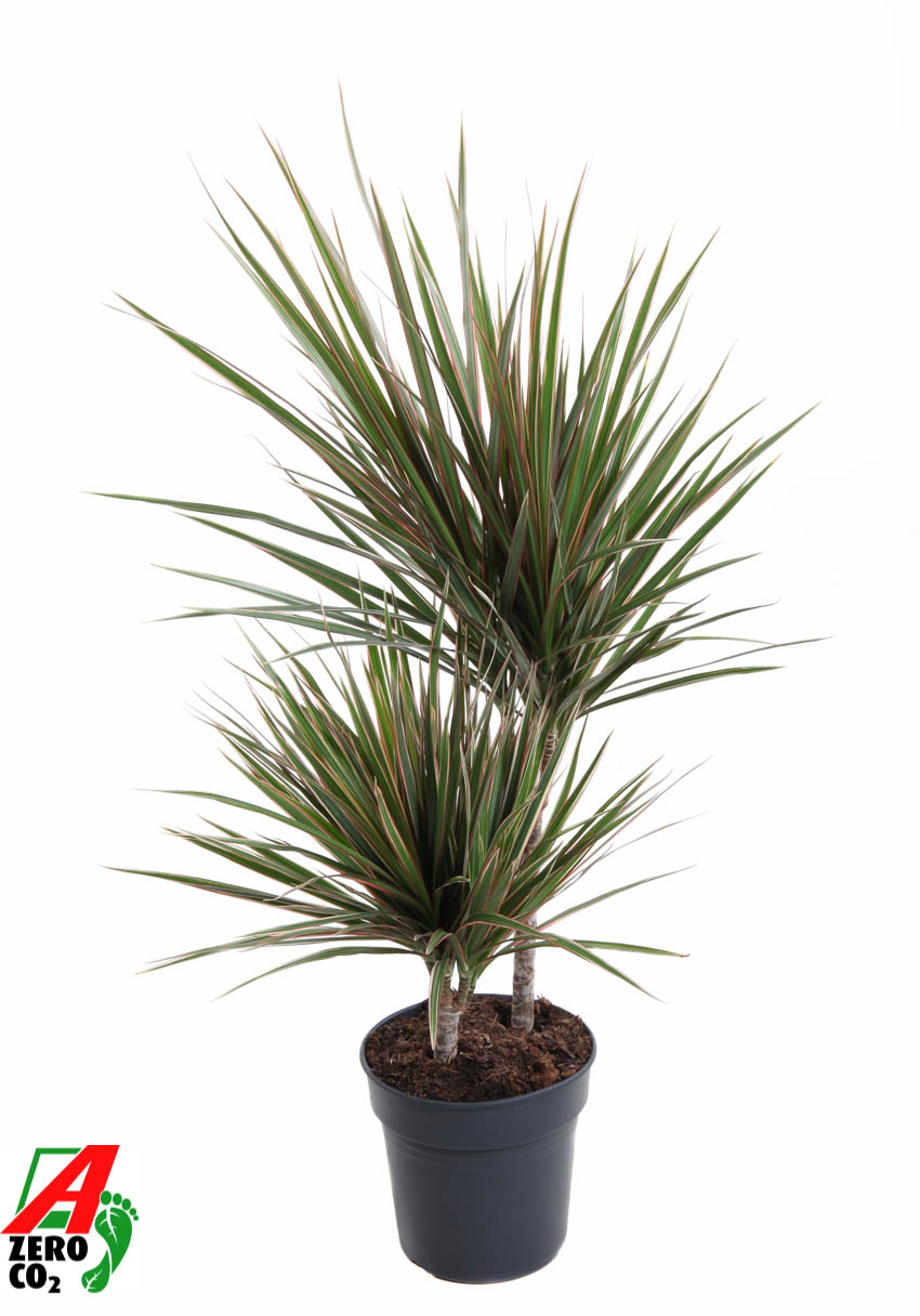 Picture of Dracaena Bicolor 30-10 P19 80CM