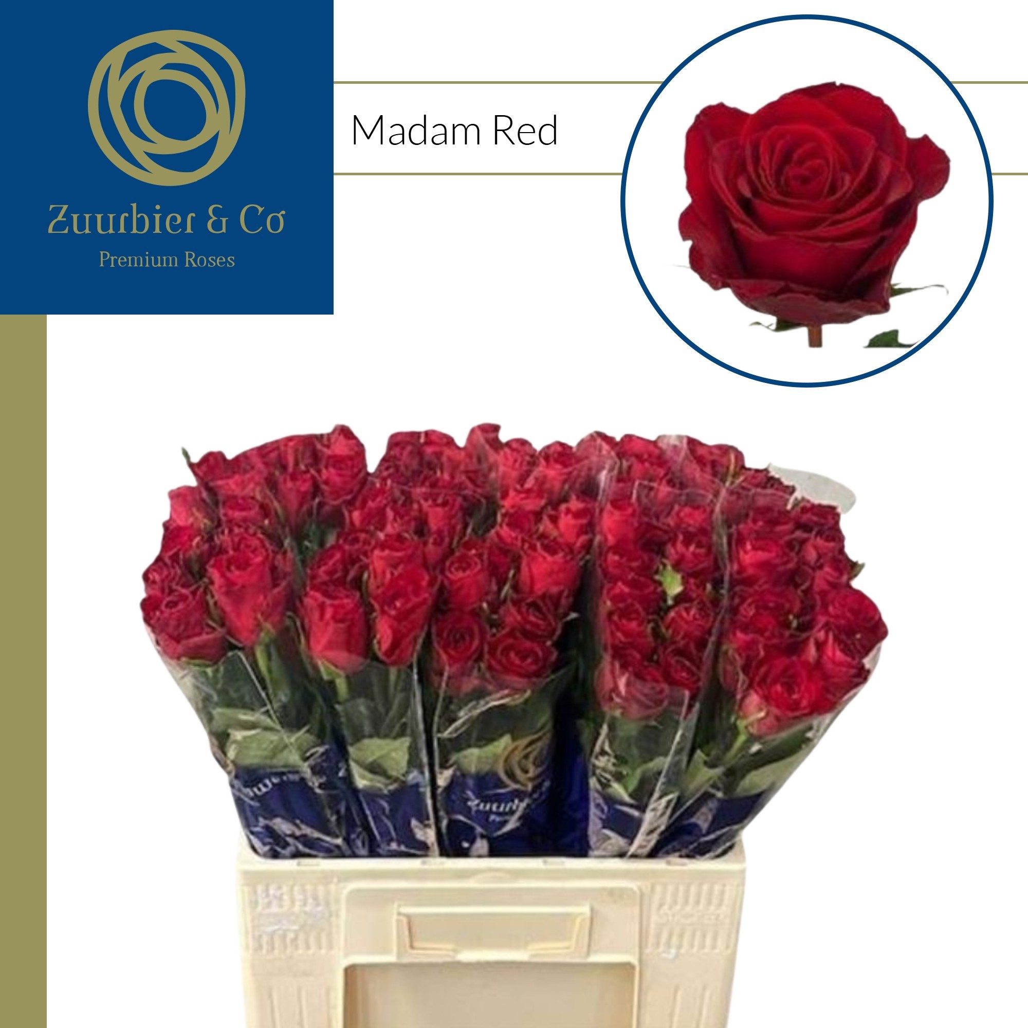 R Gr Madam Red