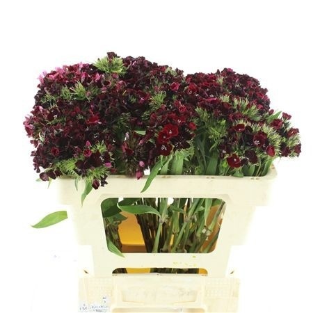 Dianthus Barb Kiw Dark Red 50cm