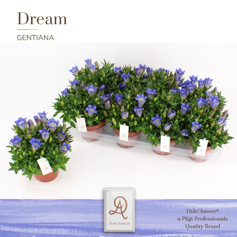 Picture of Gentiana Scabra RD Blue DolcAmore + label P12 22CM