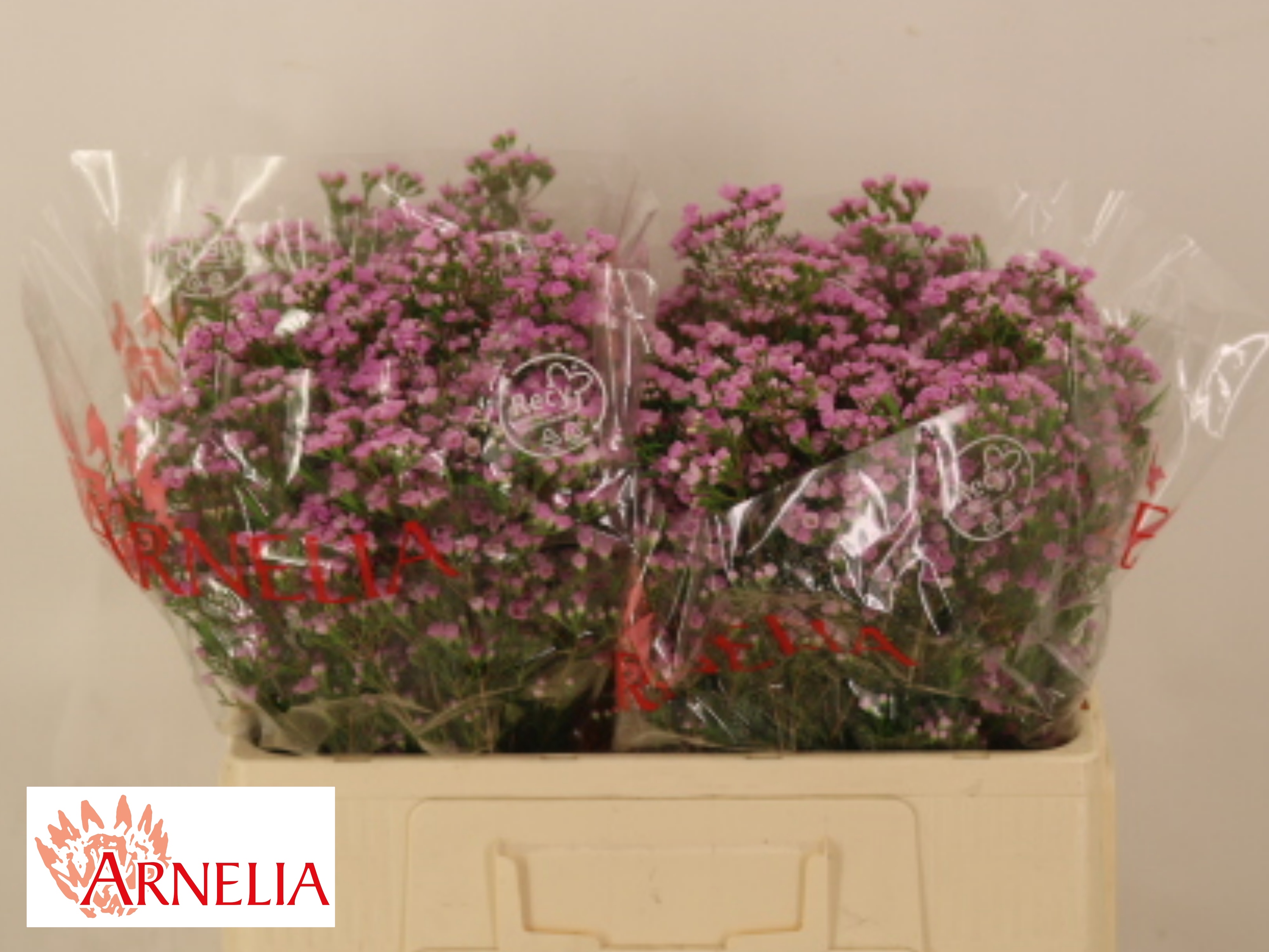 Chame Un Pirouette 50cm 15gram
