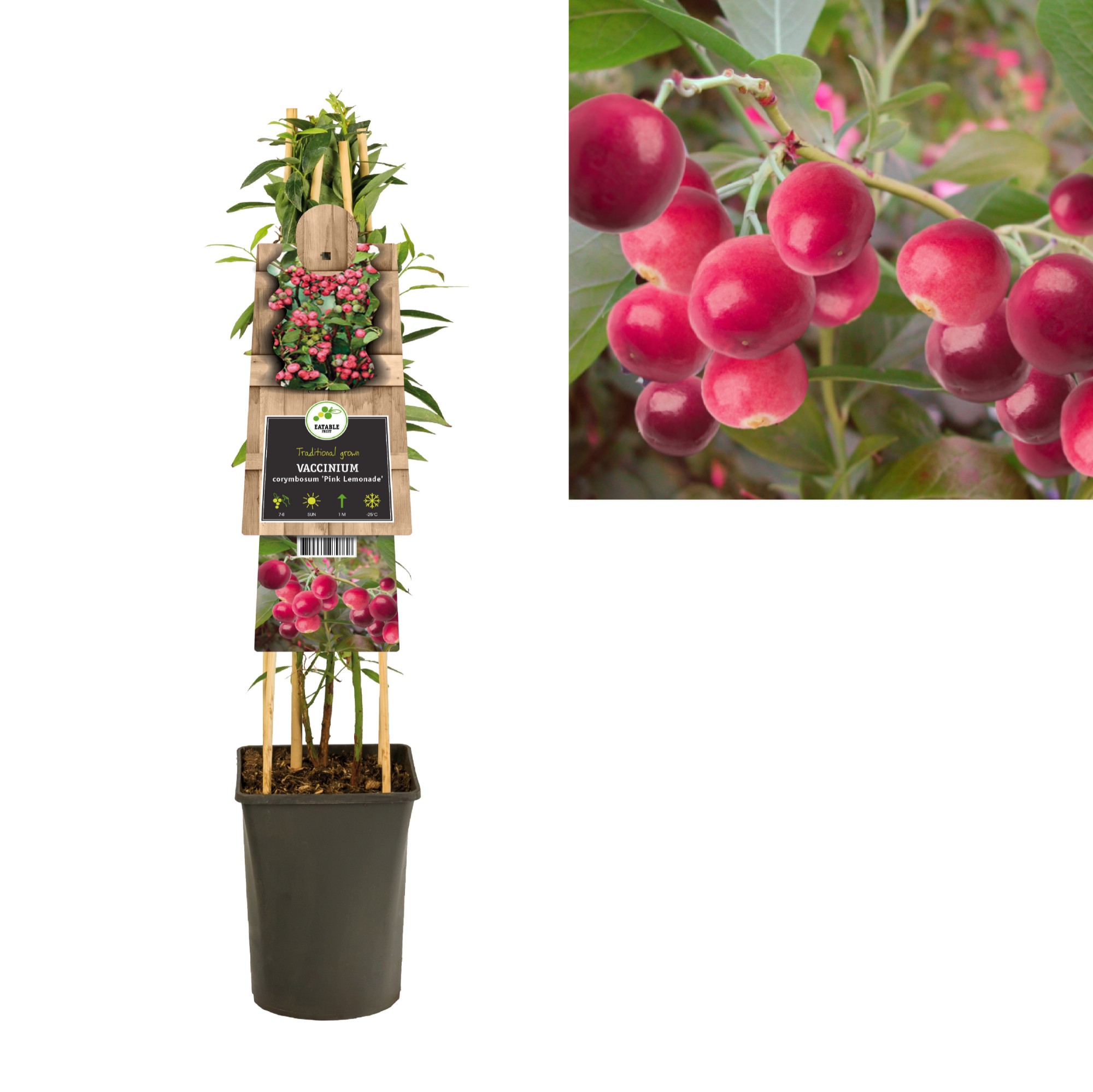 Vaccinium corymbosum Pink Lemonade Plants for the Patio or Garden