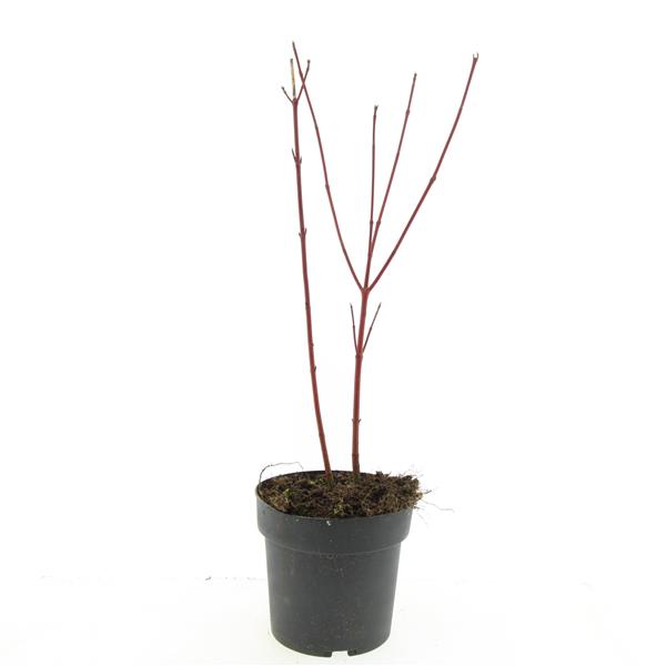 Picture of Cornus alba Sibirica P17 (2 Ltr)