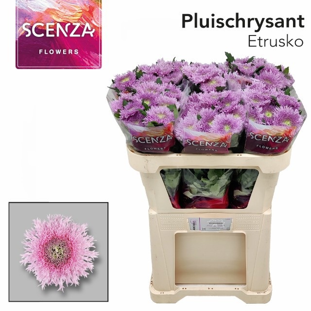 Chrys Single Etrusko 70cm 65gram