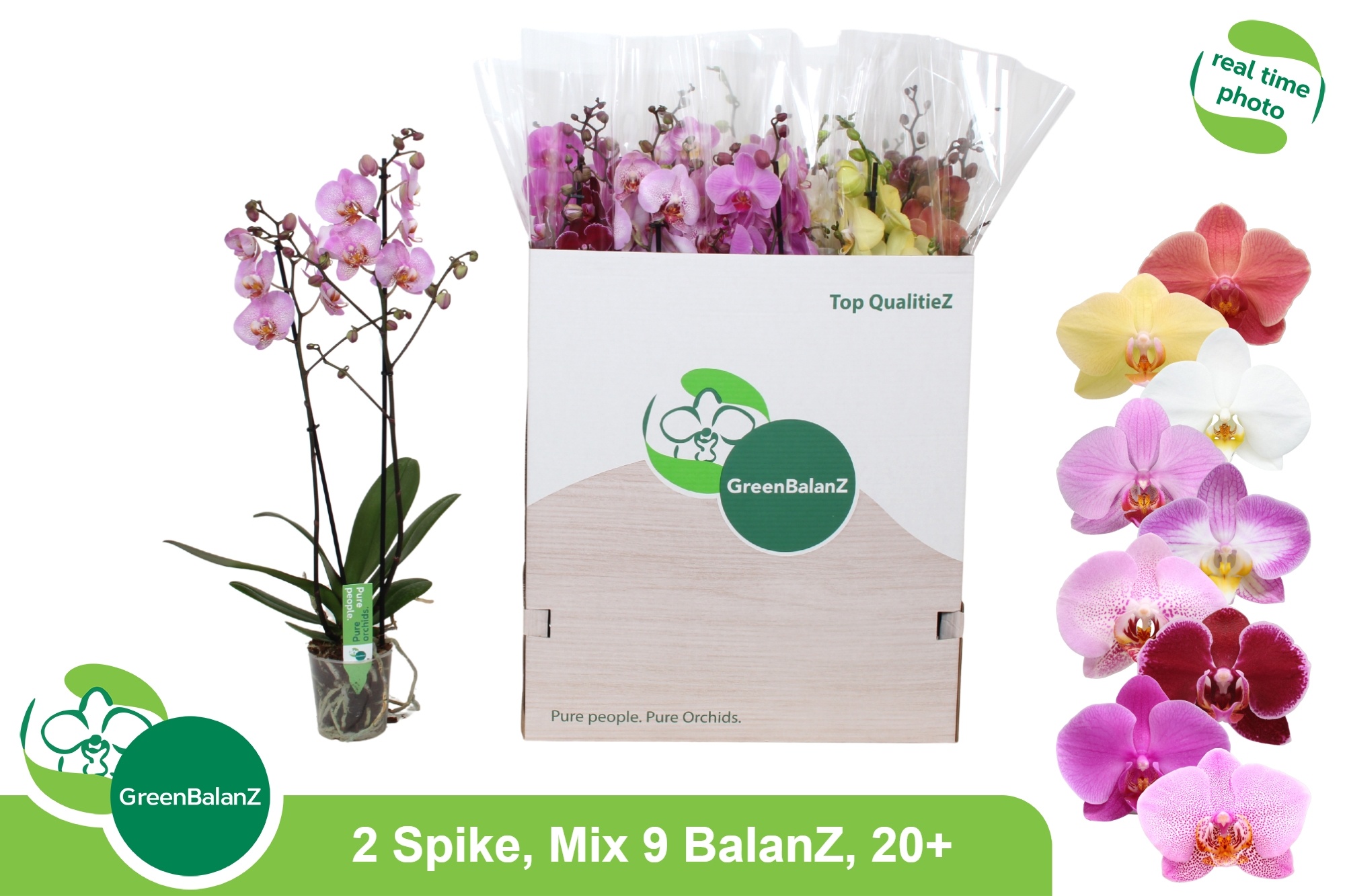 Phal Gem 9 Kl 12P 75H 2TAK 20bloem 23bloei