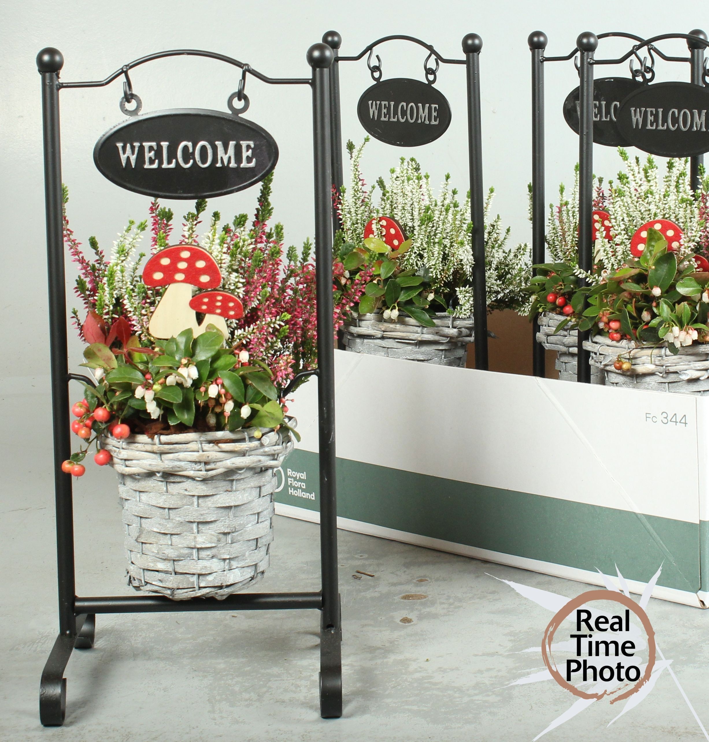 Arr Tuinplanten 20P 50cm