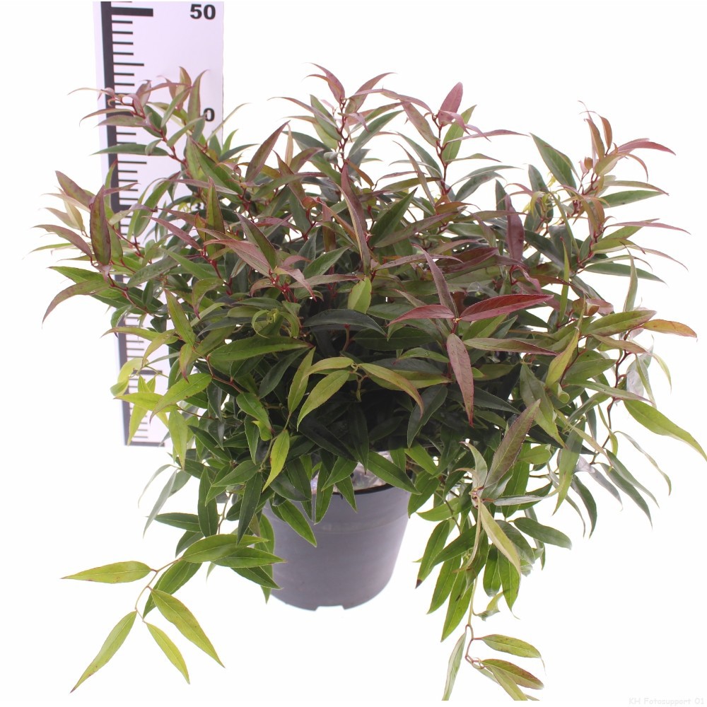 Picture of Leucothoe keiskei 'Burning Love' PBR