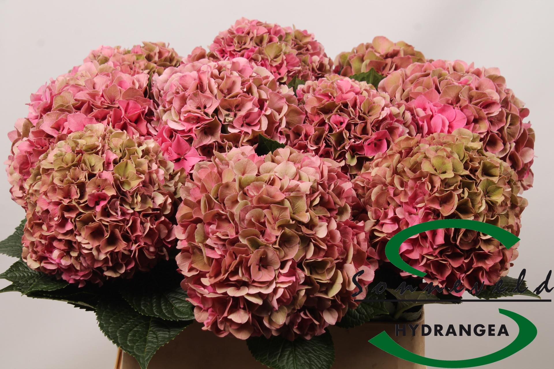 Hydrangea Glowing Alps Classic 80cm 22Ø