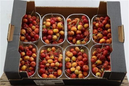 Malus Per Tray