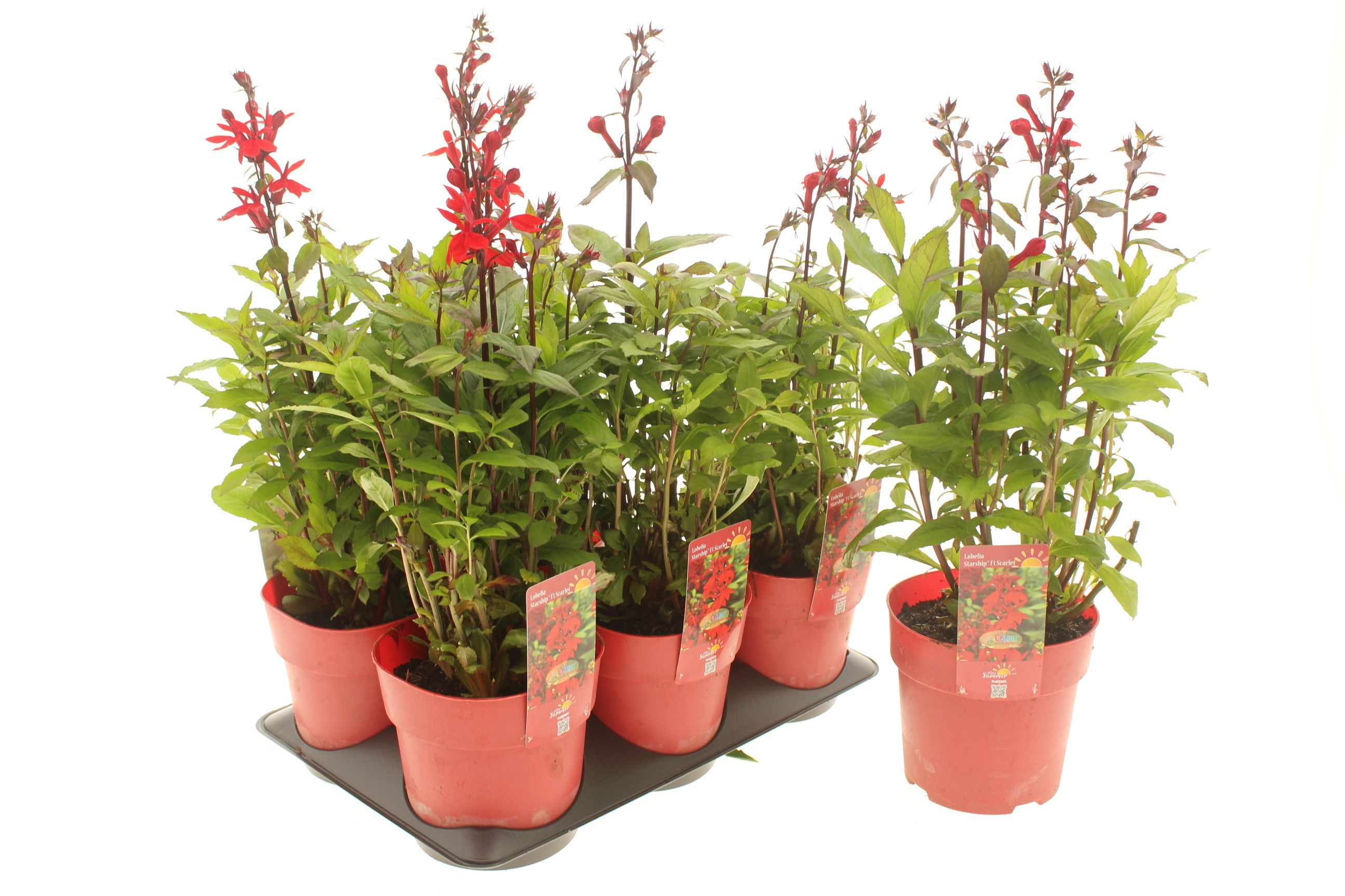 Lobelia Starship F1 Scarlet (After Summer)