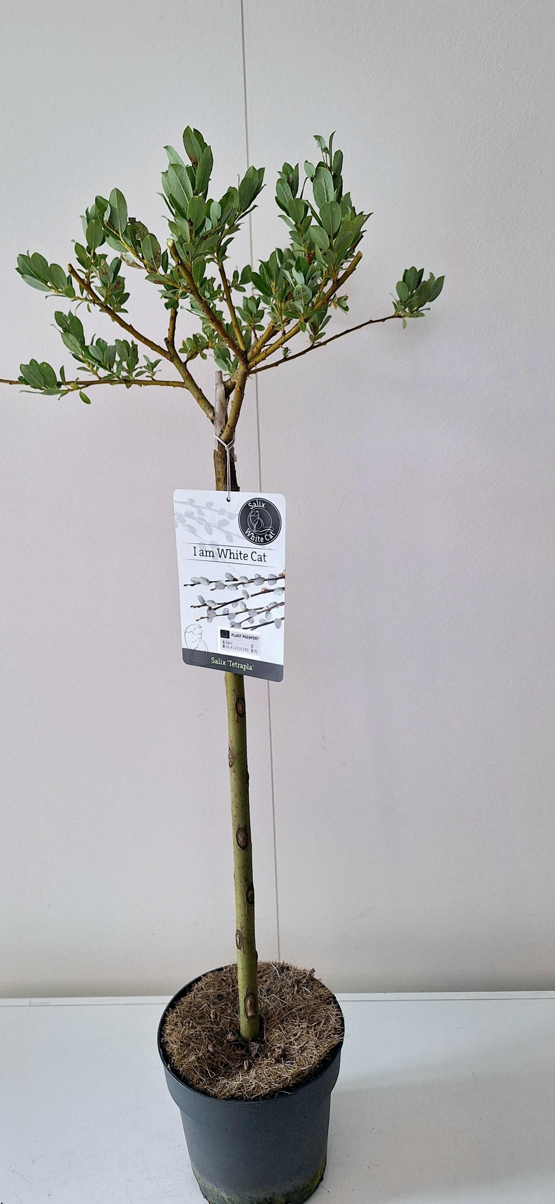 Picture of Salix Tetrapla stam 60