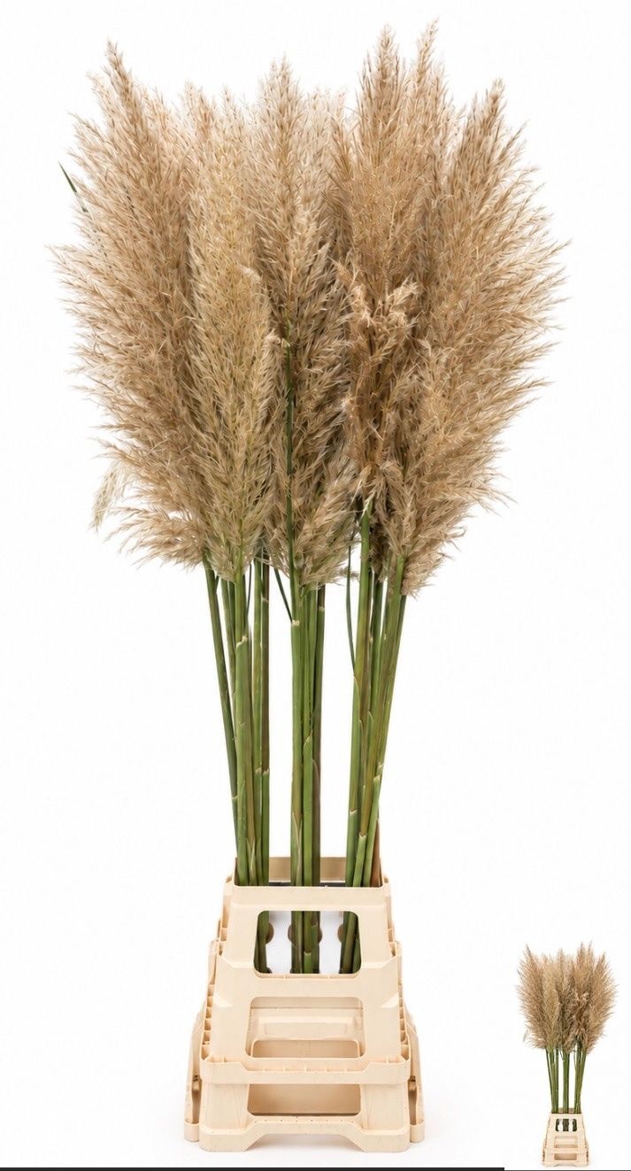 Cortaderia 130cm